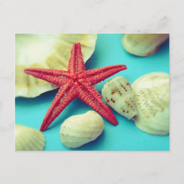 seashell print postcard (Front)
