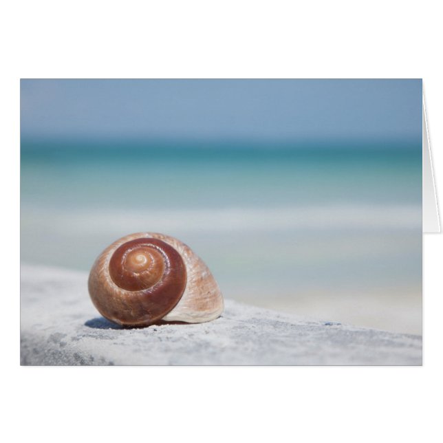 Seashell | Saint-Pétersbourg, Floride (Devant horizontal)