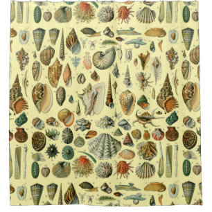 Seashell Shell Mollusk Clam Elegant Classic Art