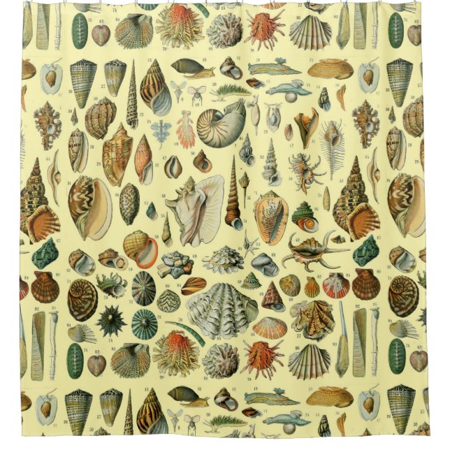 Seashell Shell Mollusk Clam Elegant Classic Art (Front)
