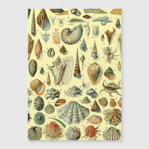 Seashell Shell Mollusk Clam Elegant Classic Art