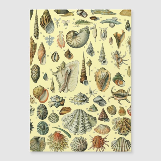 Seashell Shell Mollusk Clam Elegant Classic Art (Front)