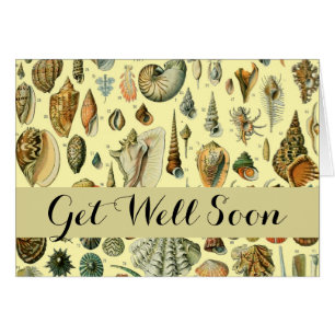 Seashell Shell Mollusk Clam Elegant Classic Art