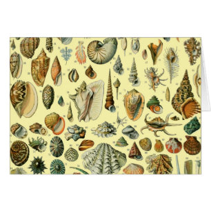 Seashell Shell Mollusk Clam Elegant Classic Art