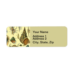 Seashell Shell Mollusk Clam Elegant Classic Art