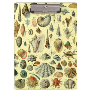 Seashell Shell Mollusk Clam Elegant Classic Art Clipboard