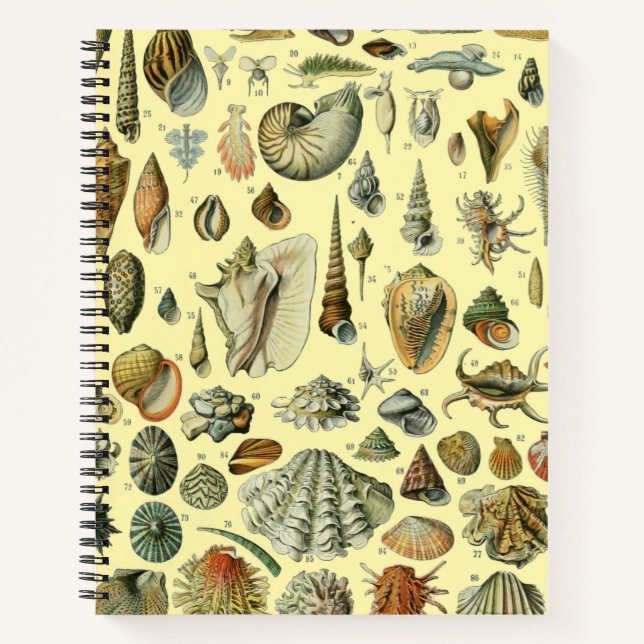 Seashell Shell Mollusk Clam Elegant Classic Art Notebook (Front)