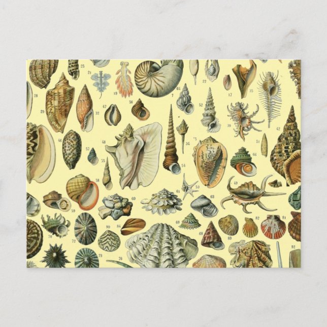 Seashell Shell Mollusk Clam Elegant Classic Art Postcard (Front)