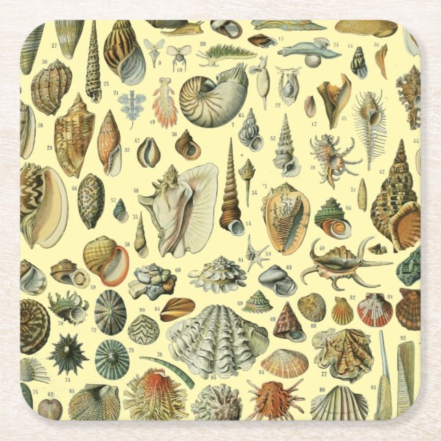 Seashell Shell Mollusk Clam Elegant Classic Art Square Paper Coaster (Front)