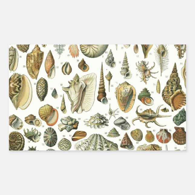 Seashell Shell Mollusk Clam Elegant Classic Art Sticker (Front)