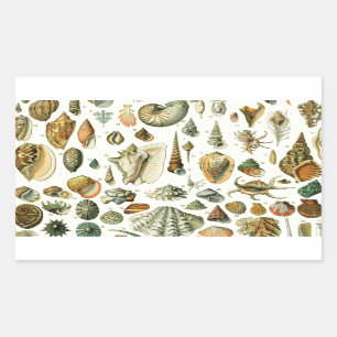 Seashell Shell Mollusk Clam Elegant Classic Art Sticker