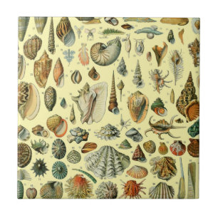 Seashell Shell Mollusk Clam Elegant Classic Art Tile
