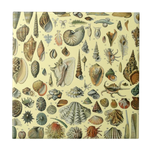 Seashell Shell Mollusk Clam Elegant Classic Art Tile (Front)