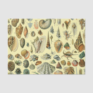 Seashell Shell Mollusk Clam Elegant Classic Art Tissue Paper