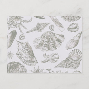 Seashell Soft Antique Art Beach Shells Postcard