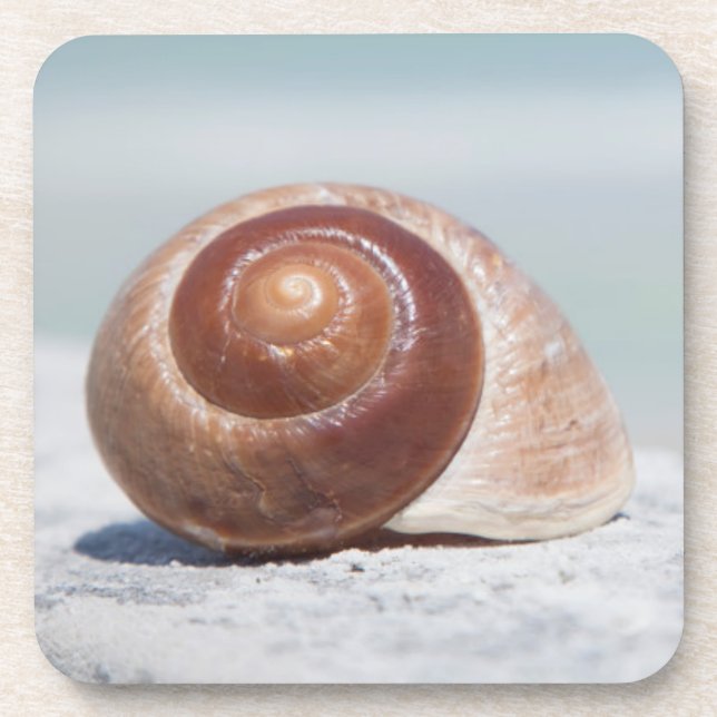 Seashell | St. Petersburg, Florida Coaster (Front)