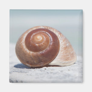 Seashell   St. Petersburg, Florida Magnet