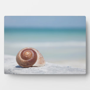 Seashell   St. Petersburg, Florida Plaque
