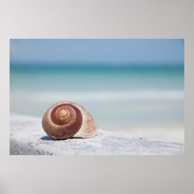 Seashell | St. Petersburg, Florida Poster (Front)