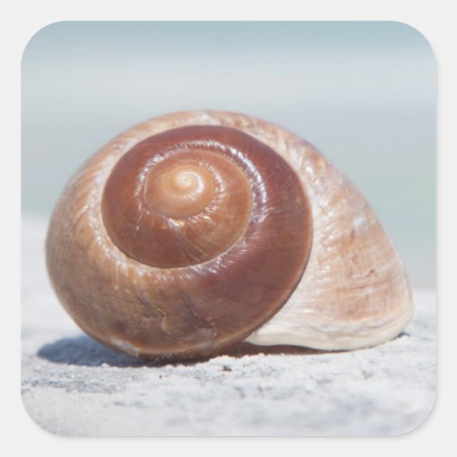 Seashell | St. Petersburg, Florida Square Sticker (Front)