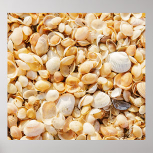 Seashell textured summer beach background. poster