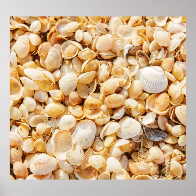 Seashell textured summer beach background. poster (Front)