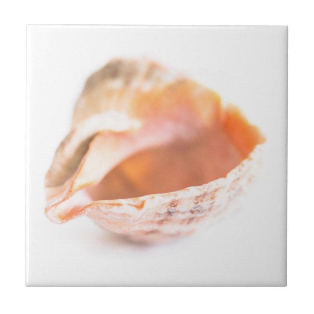 Seashell Tile (Front)