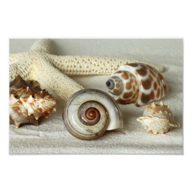 Seashells and starfish beach photo print (Front)