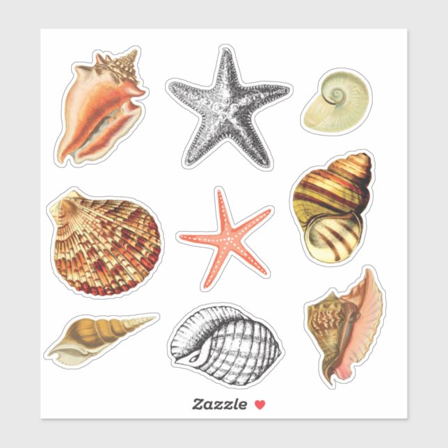 seashells artistic vintage style (Sheet)