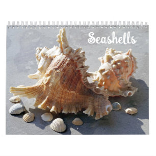Seashells Beachcomber Ocean Shells Calendar