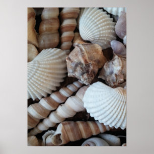 Seashells Collection, Poster, Nature, Summer Beach Poster