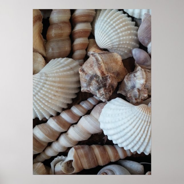Seashells Collection, Poster, Nature, Summer Beach Poster (Front)