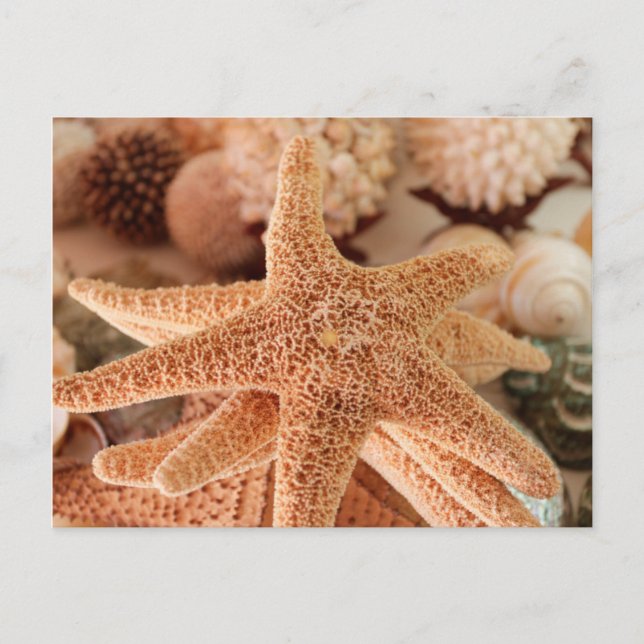 Seashells for sale Zihuatanejo, Mexico Postcard (Front)