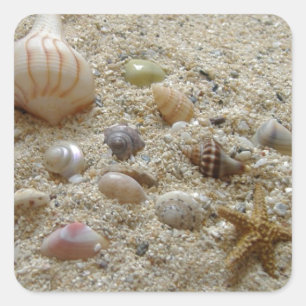 Seashells In The Sand Square Sticker
