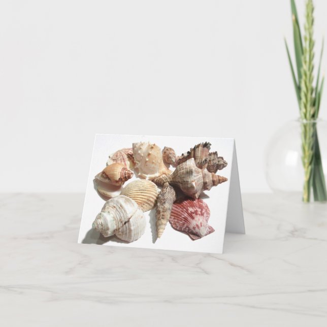 Seashells Notecard (Front)