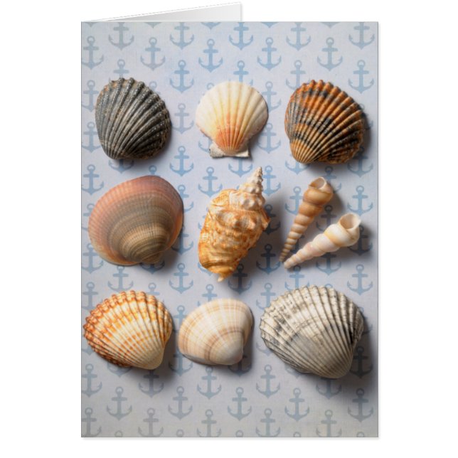 Seashells On Anchor Backdrop (Front)