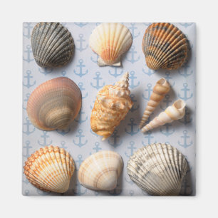 Seashells On Anchor Backdrop Magnet