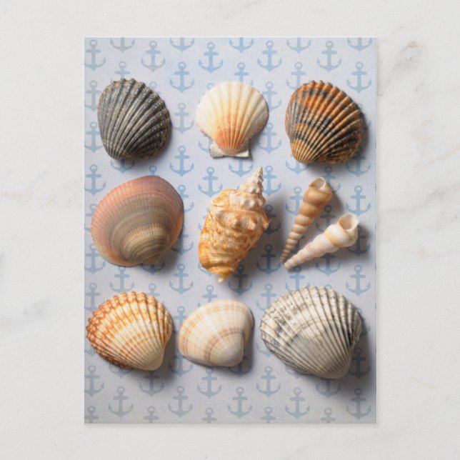 Seashells On Anchor Backdrop Postcard (Front)