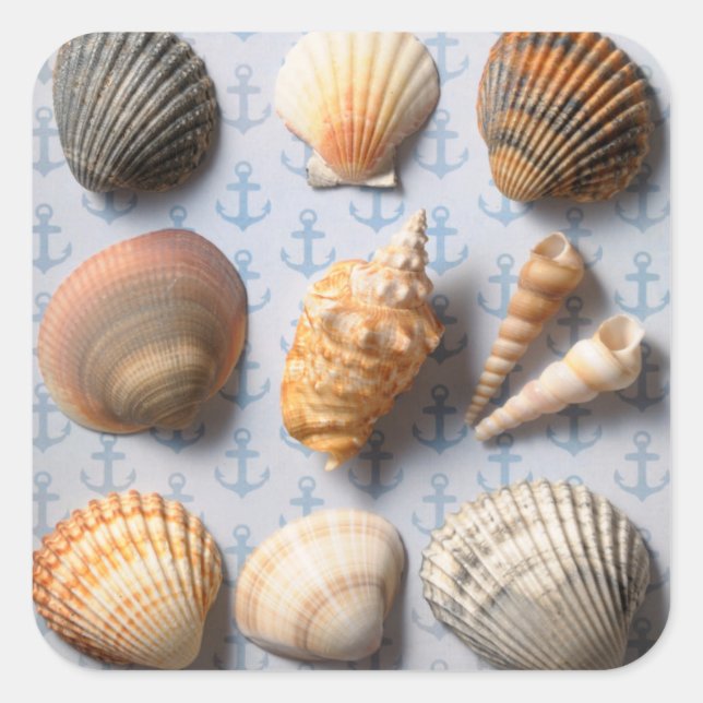 Seashells On Anchor Backdrop Square Sticker (Front)