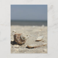 Seashells On Sand By The Sea