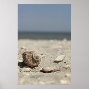 Seashells On Sand By The Sea Poster