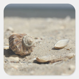 Seashells On Sand By The Sea Square Sticker