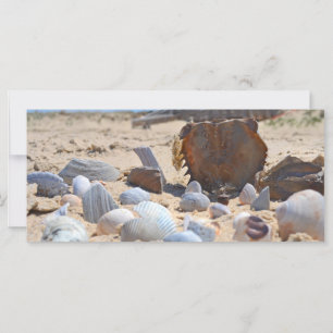 Seashells on the Beach by Shirley Taylor