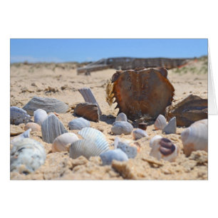 Seashells on the Beach by Shirley Taylor