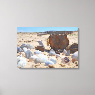 Seashells on the Beach by Shirley Taylor Canvas Print