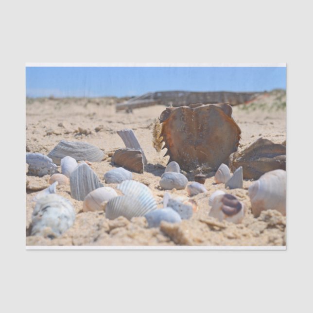 Seashells on the Beach by Shirley Taylor Tissue Paper (Front)