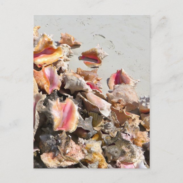 Seashells on the Beach | Turks and Caicos Photo Postcard (Front)