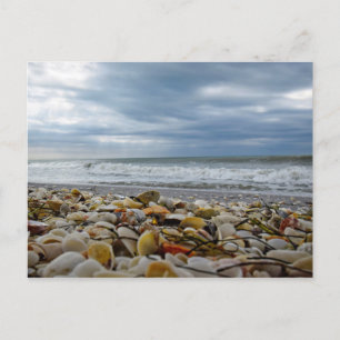 Seashells on the Shore of Gasparilla Island Holiday Postcard