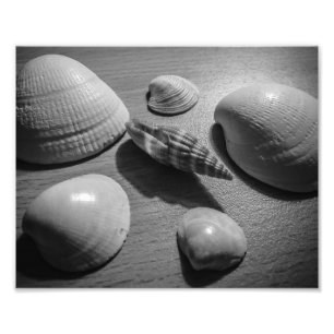 Seashells Photo Print