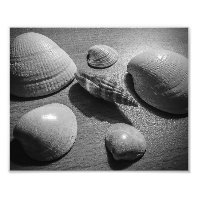 Seashells Photo Print (Front)